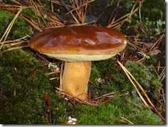 bolet chêne
