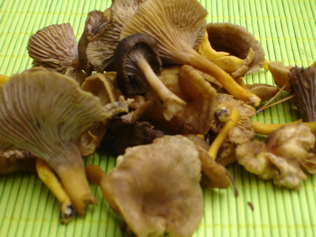 Où trouver des chanterelles d'automne ?