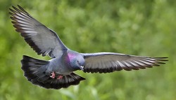 pigeon 2