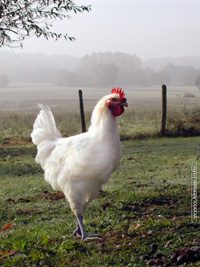poularde 2