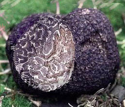 truffe