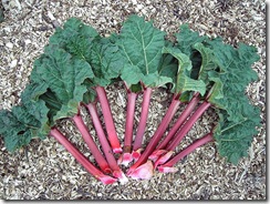 rhubarbe