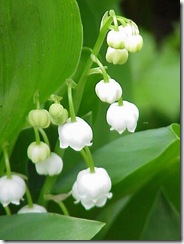 muguet