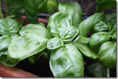 Basilic
