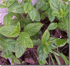 menthe