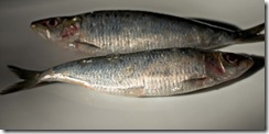 sardine