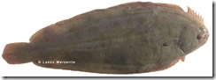 sole