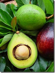avocat 2