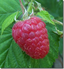 framboise 2