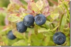 myrtille myrtille