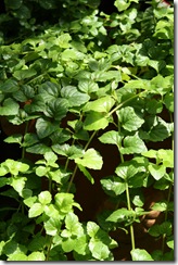sarriette du jardin de fabrice