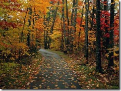 arbres