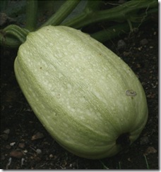 courge_spaghetti