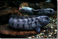 loup de mer