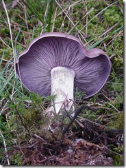 pied bleu