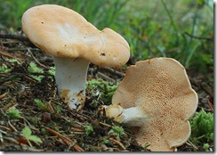 pied de mouton