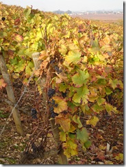 vigne bourgogne