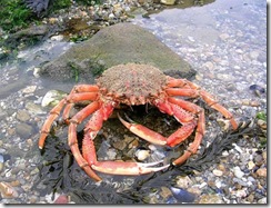 araginee de mer araginee de mer