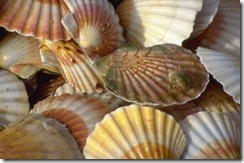 coquille-saint-jacques