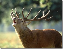 cerf