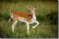 cerf faon