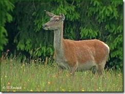 cerf femelle biche