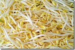 Soy sprout macro background