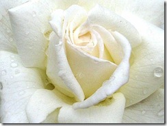 rose blanche