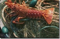 langouste