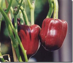 paprika
