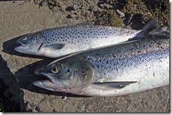 truite de mer