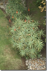 aloe vera 7 eme etage