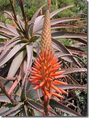 aloe vera fleur a zapallar