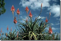 aloe vera plant