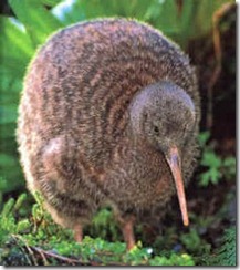 kiwi bird