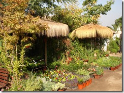 los dominicos plante