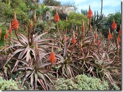 zapallar aloe vera
