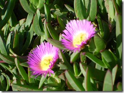 zapallar fleur
