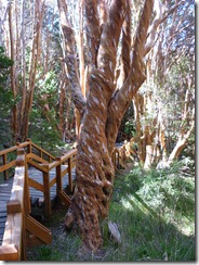 arrayanes et passerelle