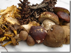 les champignons